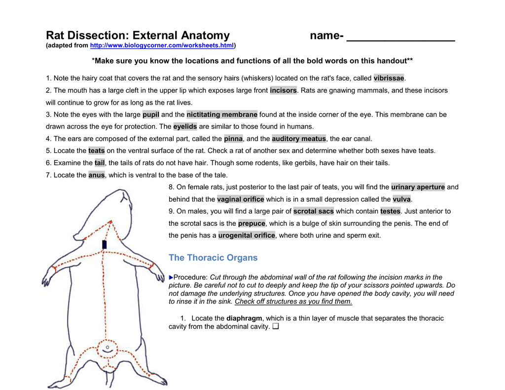 Rat Anatomy Worksheet Anatomy Worksheets