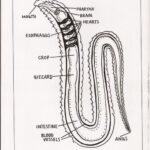 Red Wiggler Earthworm Anatomy Google Search Red Worms Homeschool