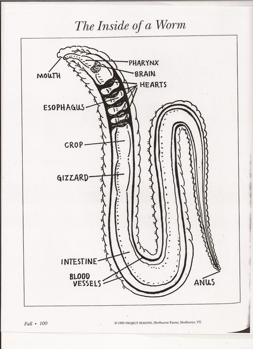 Red Wiggler Earthworm Anatomy Google Search Red Worms Homeschool 