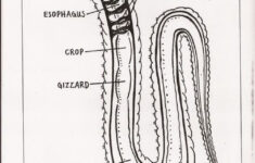 Red Wiggler Earthworm Anatomy Google Search Red Worms Homeschool