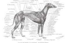 Related Image Dog Anatomy Pinterest