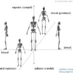 Relative Position Anatomy