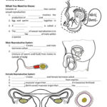 Reproductive Endocrine Systems Reproductive System Life Science