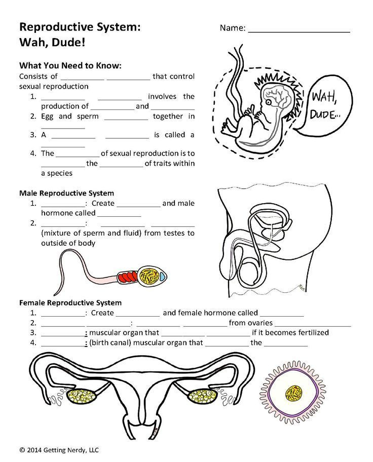 Reproductive Endocrine Systems Reproductive System Life Science 