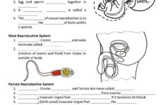 Reproductive Endocrine Systems Reproductive System Life Science