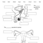 Reproductive System Interactive Worksheet Female Reproductive