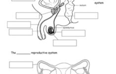 Reproductive System Interactive Worksheet Female Reproductive