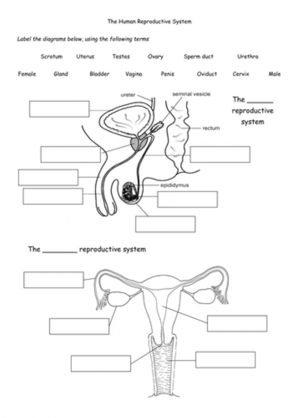 Reproductive System Interactive Worksheet Female Reproductive 