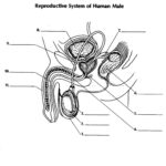 Reproductive System Of The Human Male ProProfs Quiz