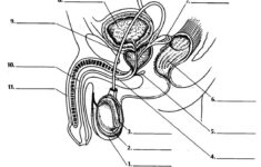 Reproductive System Of The Human Male ProProfs Quiz