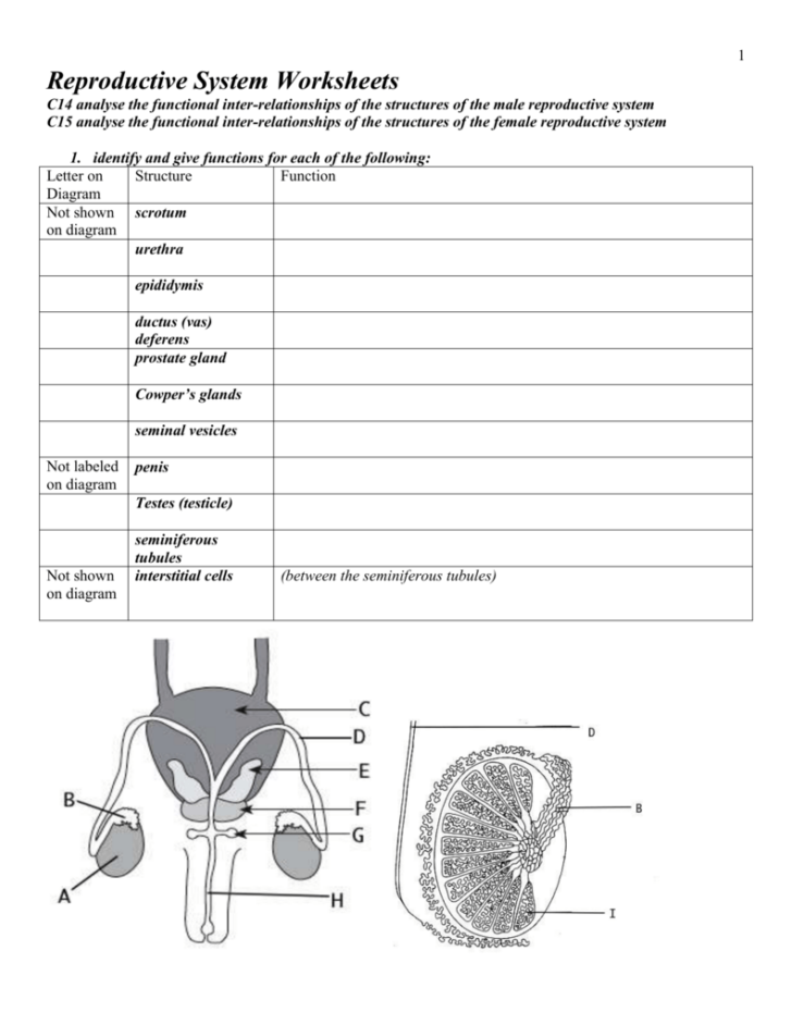 Male And Female Anatomy Worksheets