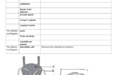 Reproductive System Worksheets