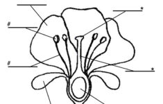 Resource Science Flowers Parts Plant Worksheet 1