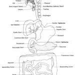 Respiratory Digestive Systems Worksheet Human Anatomy Db Excel