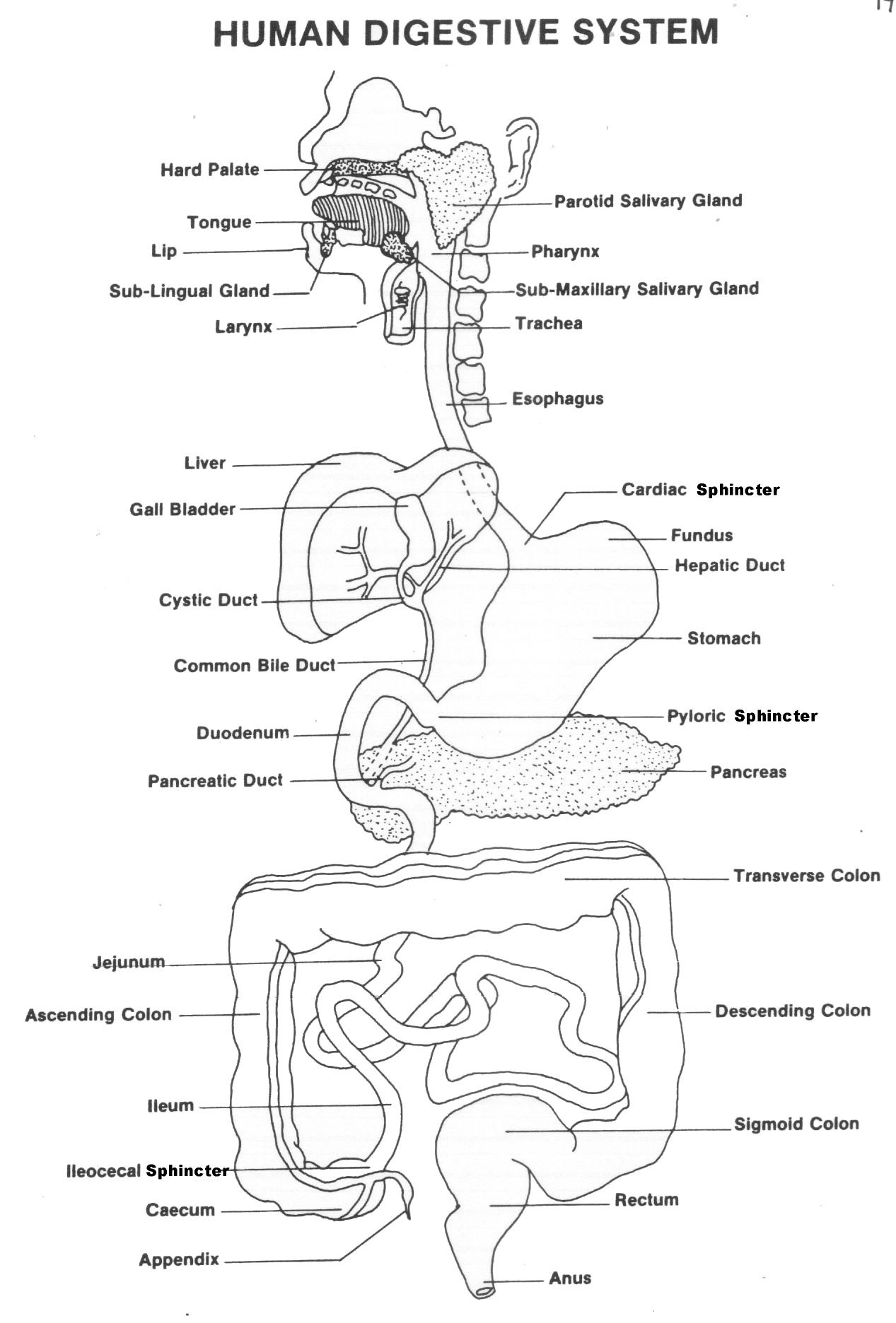 Respiratory Digestive Systems Worksheet Human Anatomy Db excel