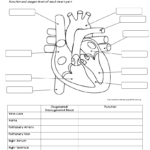 Review Worksheet Human Body Worksheets Heart Diagram Human Body Systems