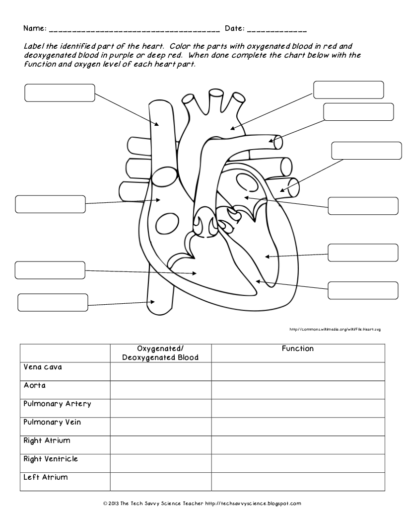 Review Worksheet Human Body Worksheets Heart Diagram Human Body Systems