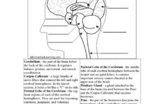 Science Human Systems 5 Brain Label Worksheet Brain Diagram