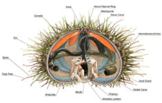 Sea Urchin Anatomy