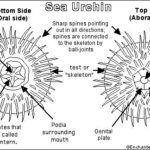 Sea Urchin Enchanted Learning Software