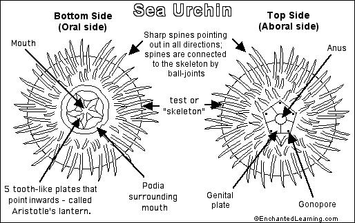 Sea Urchin Anatomy Worksheet