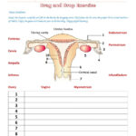 Senior Secondary Biology Human Female Reproductive System 1 Worksheet