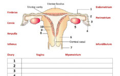 Senior Secondary Biology Human Female Reproductive System 1 Worksheet