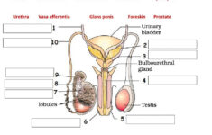 Senior Secondary Biology Human Male Reproductive System 1 Worksheet