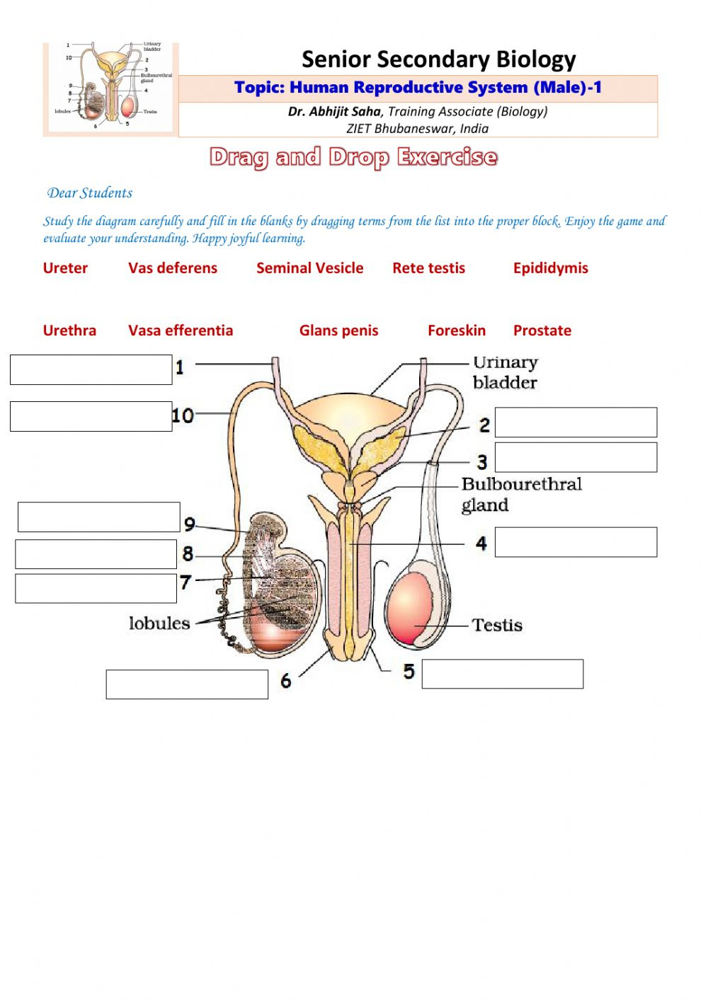 Senior Secondary Biology Human Male Reproductive System 1 Worksheet