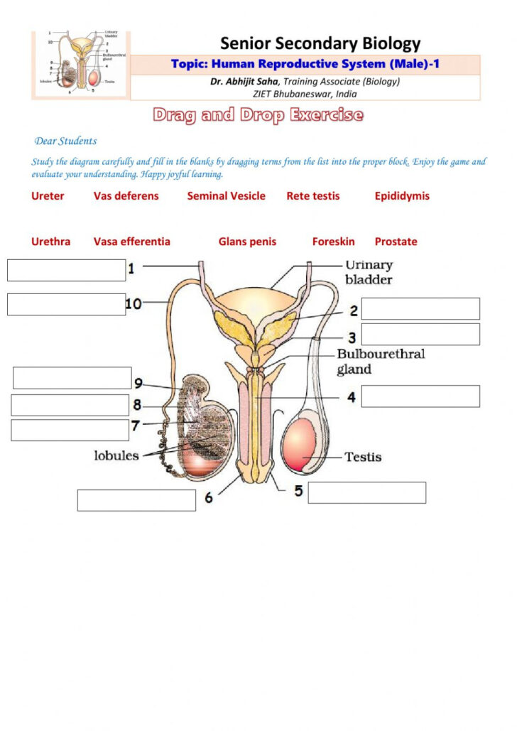 Senior Secondary Biology Human Male Reproductive System 1 Worksheet Anatomy Worksheets 2916