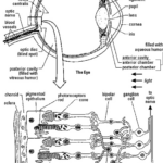 Senses Review