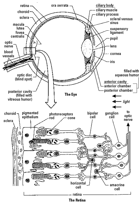 Senses Review