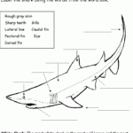 Shark Activity Sheet Labelling A Great White Shark Beginner