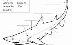 Shark Activity Sheet Labelling A Great White Shark Beginner