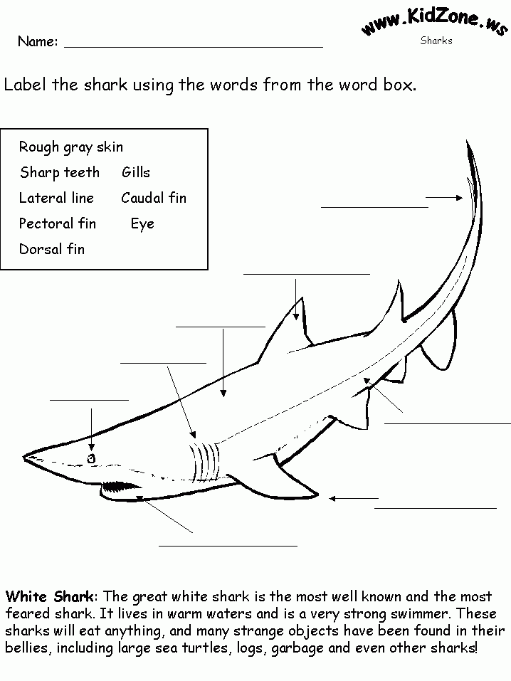 Shark Activity Sheet Labelling A Great White Shark Beginner 