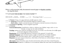 Shark Dissection Alternative Activity