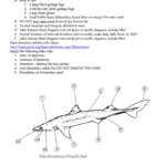 SHARK DISSECTION Pre Lab Preparations NOTE Formal Lab Write Up With