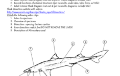 SHARK DISSECTION Pre lab Preparations NOTE Formal Lab Write up with
