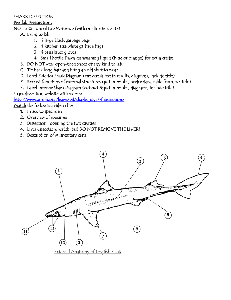 SHARK DISSECTION Pre lab Preparations NOTE Formal Lab Write up with 