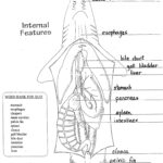 Shark Dissection Terms Dissection Nervous System Diagram Frog