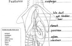 Shark Dissection Terms Http murdock10 typepad alp 2014 02 fifth