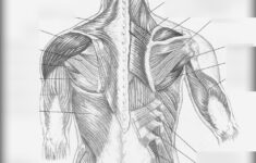Shoulder Muscle Anatomy Diagram Body Anatomy Upper Extremity Muscles
