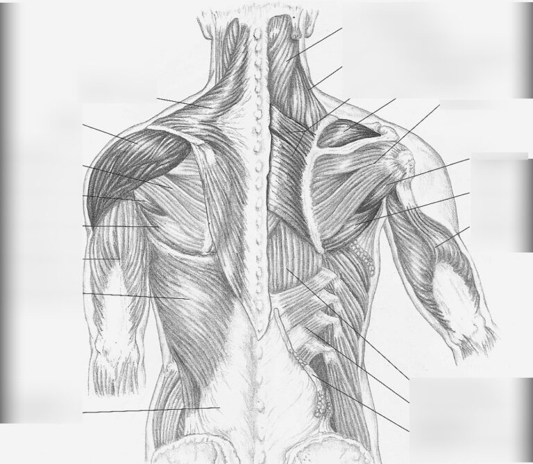 Shoulder Muscle Anatomy Diagram Body Anatomy Upper Extremity Muscles ...