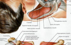 Shoulder Muscles Diagram Labeled 25 Best Muscle blank Images On