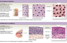 Simple Squamous Epithelium Function Quizlet Slide Share