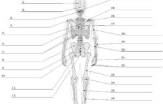 Skeletal And Muscular System Worksheet Answers Thekidsworksheet