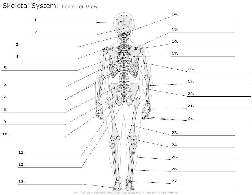 Skeletal And Muscular System Worksheet Answers Thekidsworksheet