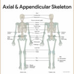 Skeletal System Anatomy And Physiology Skeletal System Anatomy
