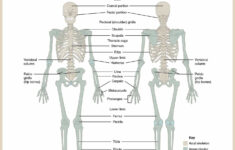 Skeletal System Anatomy And Physiology Skeletal System Anatomy