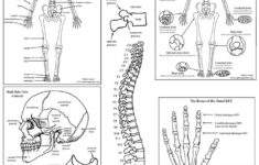 Skeletal System Diagram Bundle High School College Downloadable Only